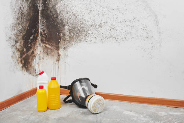 Best Affordable Mold Removal  in Noank, CT