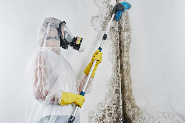 Attic Mold Removal in Noank, CT