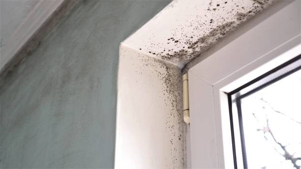 Best Professional Mold Removal  in Noank, CT