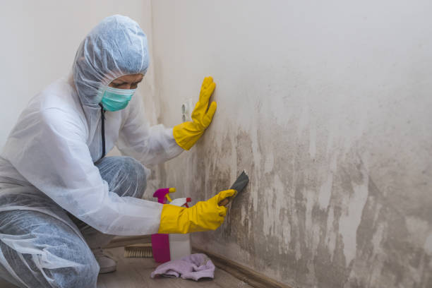 Professional Mold Removal in Noank, CT