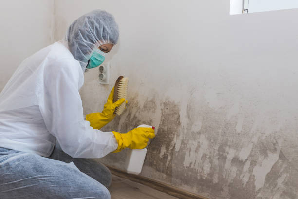 Best Mold Removal Specialists  in Noank, CT