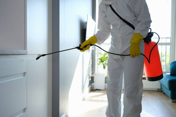 Best Black Mold Removal  in Noank, CT