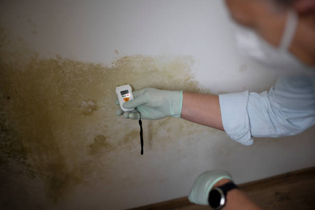 Best Office Mold Removal Services  in Noank, CT