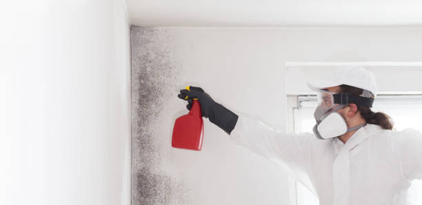 Best Attic Mold Removal  in Noank, CT