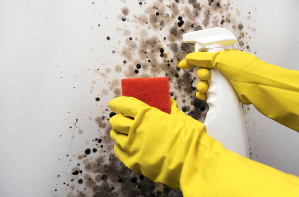 Best Same-Day Mold Removal  in Noank, CT