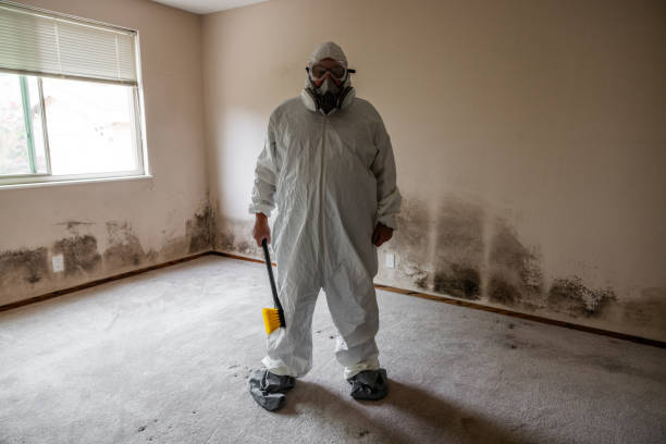 Best Home Mold Removal  in Noank, CT