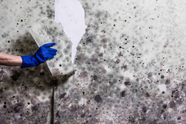 Best Mold Damage Repair  in Noank, CT
