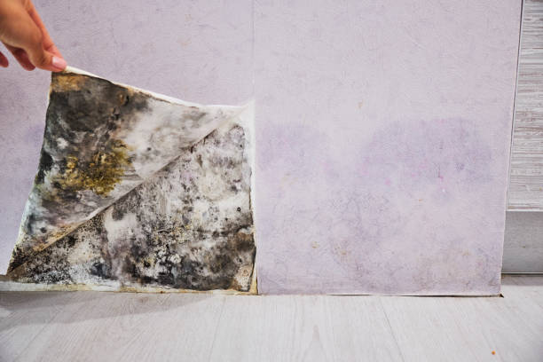 Best Mold Testing  in Noank, CT